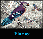 Bluejay