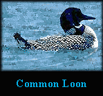 common_loon.gif (8586 bytes)
