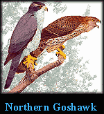 Northern Goshawk