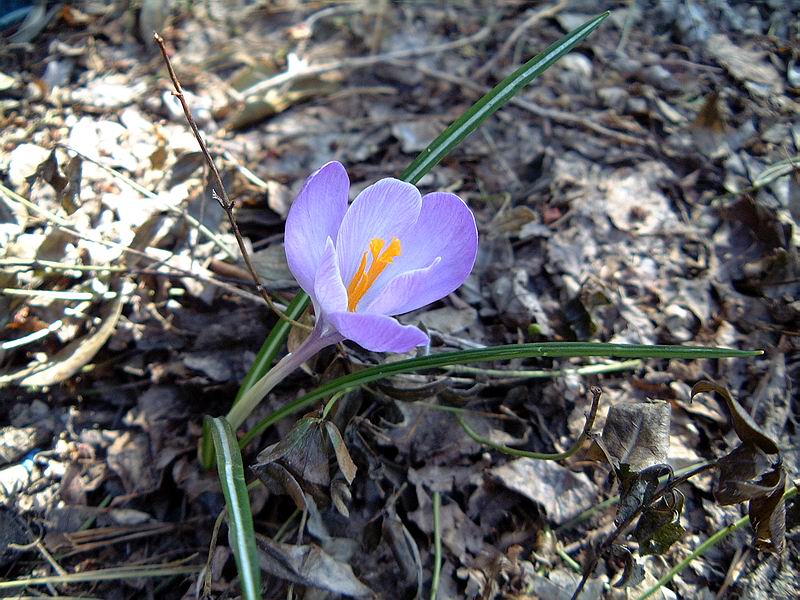 spring_7_2003